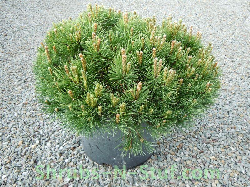 Pinus mugo Tyrolean
