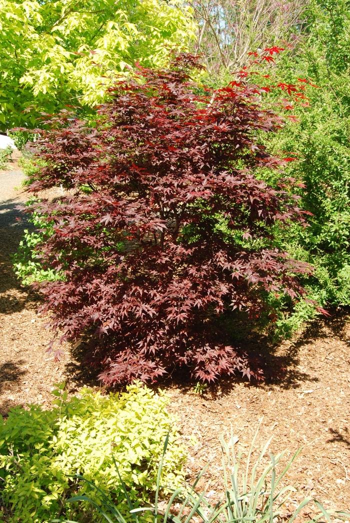 Acer palmatum Hefner's Red