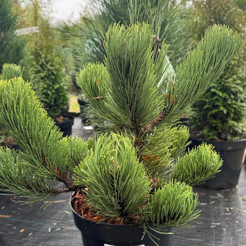 Pinus nigra Oregon Green