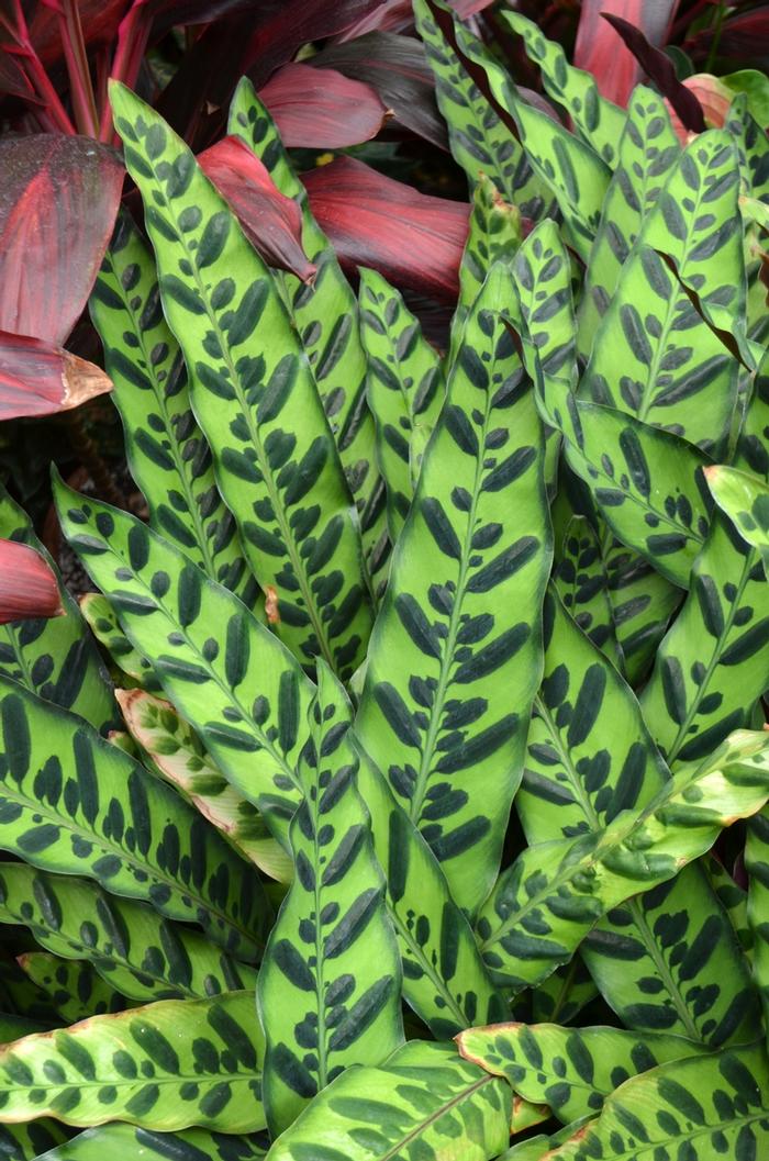 Calathea lancifolia 