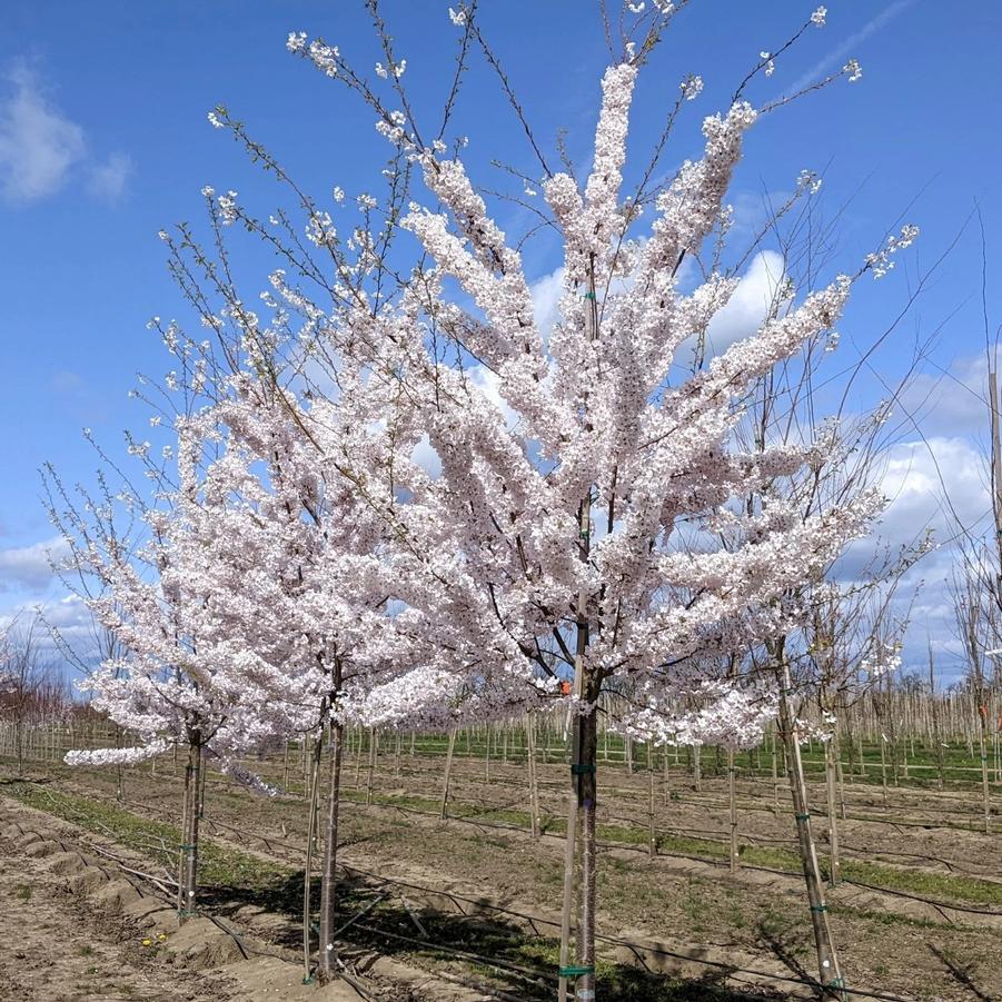 Prunus x yedoensis Akebono