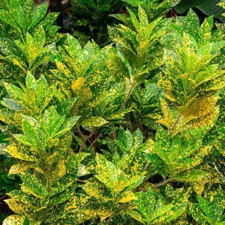 Codiaeum variegatum Gold Dust