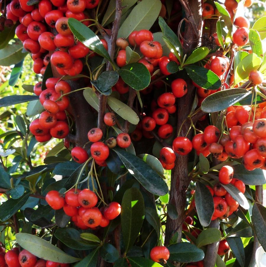 Pyracantha fortuneana Graberi