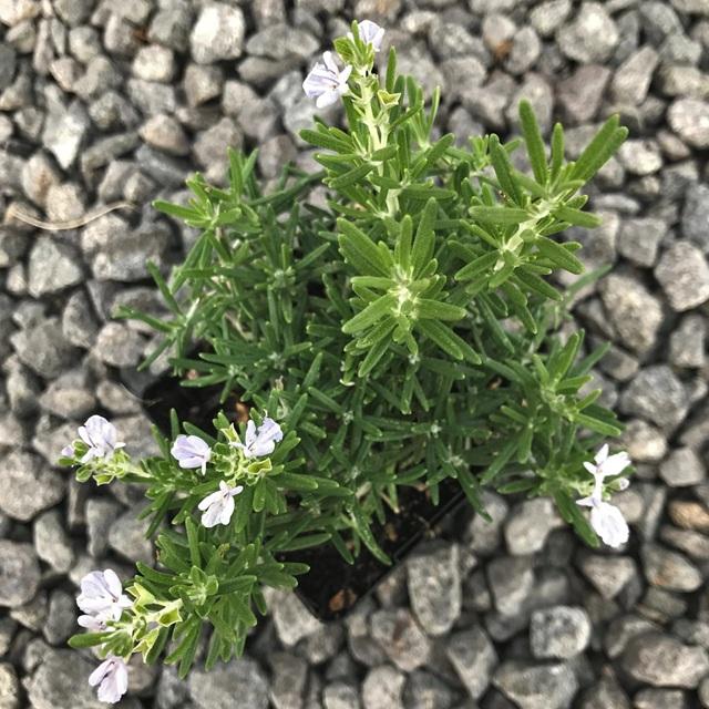 Rosmarinus officinalis Huntington Carpet
