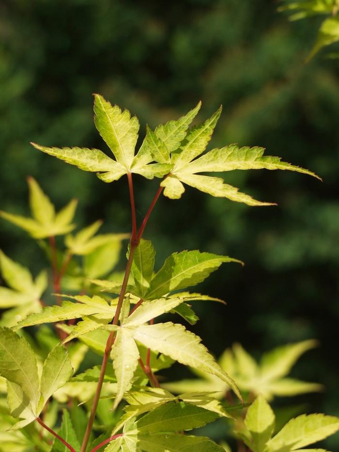 Acer palmatum Katsura