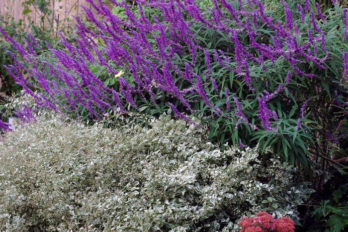 Salvia leucantha Midnight