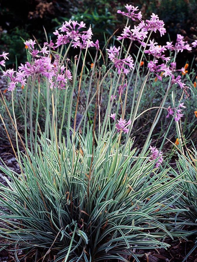 Tulbaghia violacea Variegata