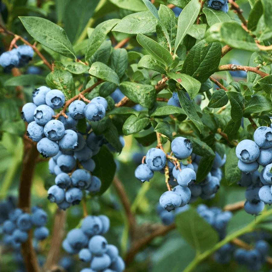 Blueberry Downhome Harvest Hello Darlin'