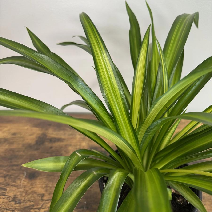 Chlorophytum comosum Hawaiian