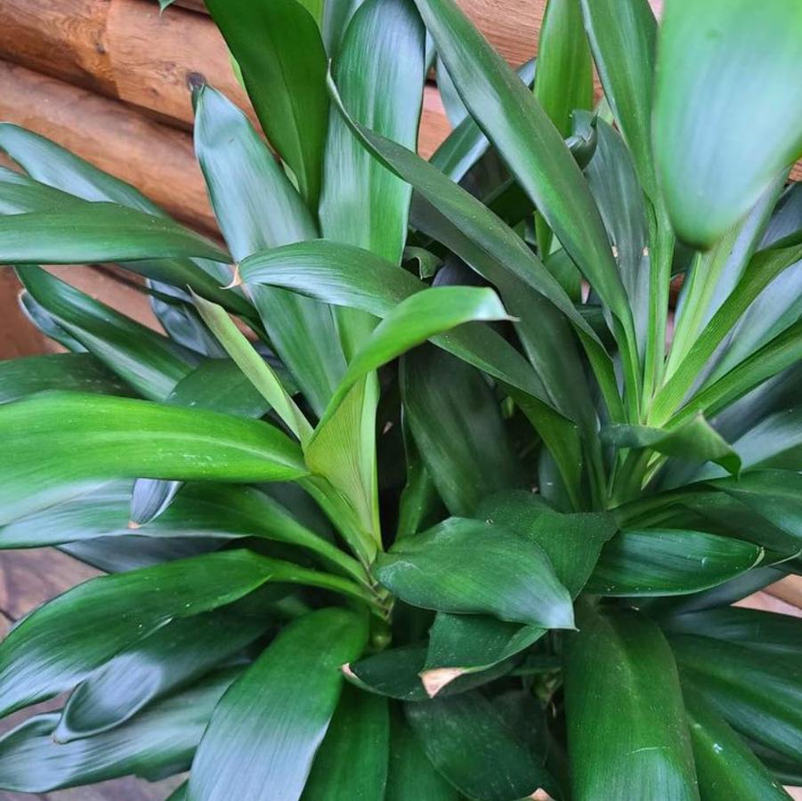 Cordyline fruticosa Glauca