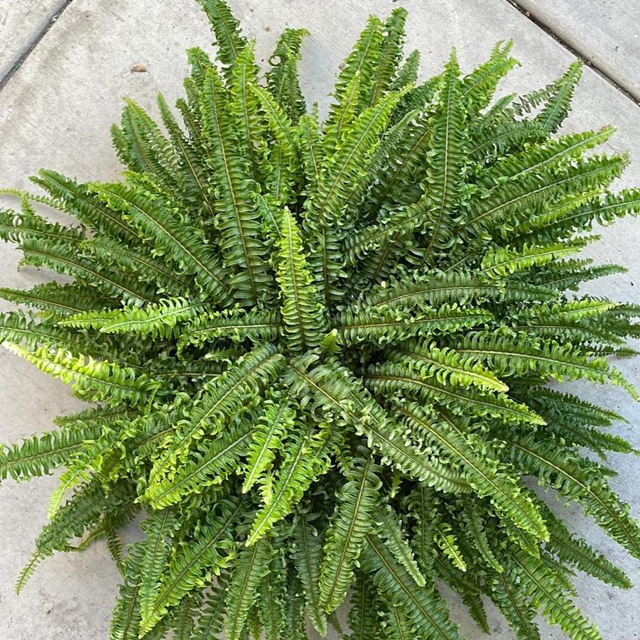 Nephrolepis exaltata Fluffy Ruffles