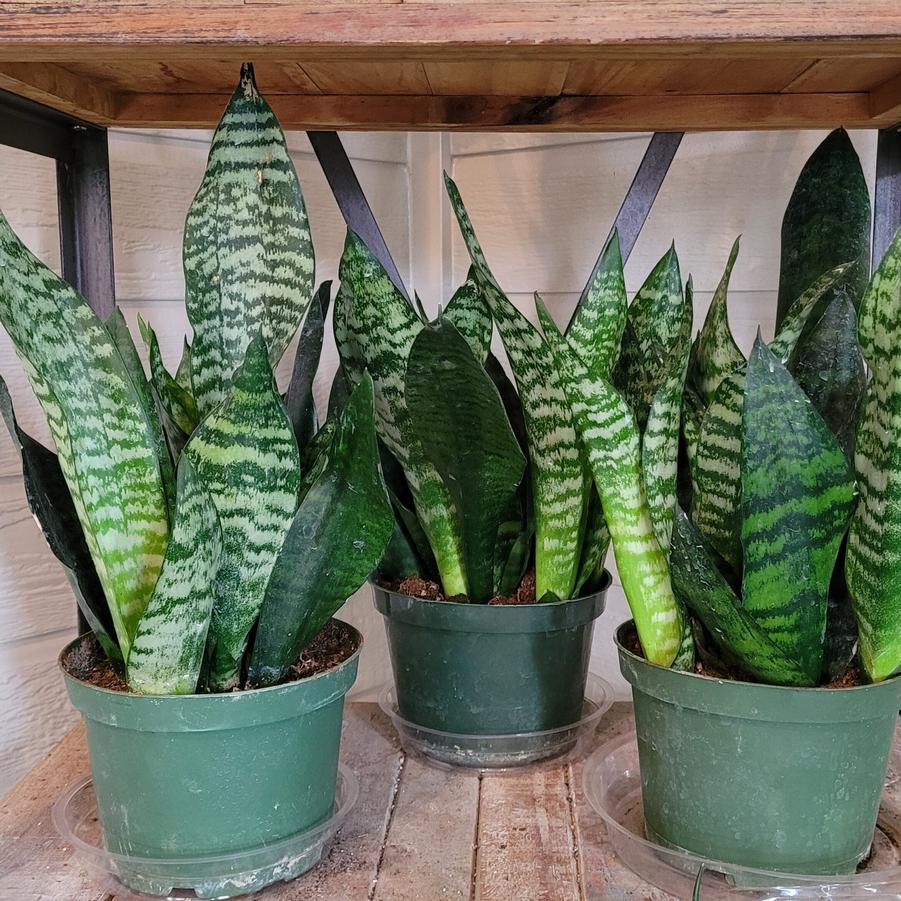 Sansevieria trifasciata Futura Robusta