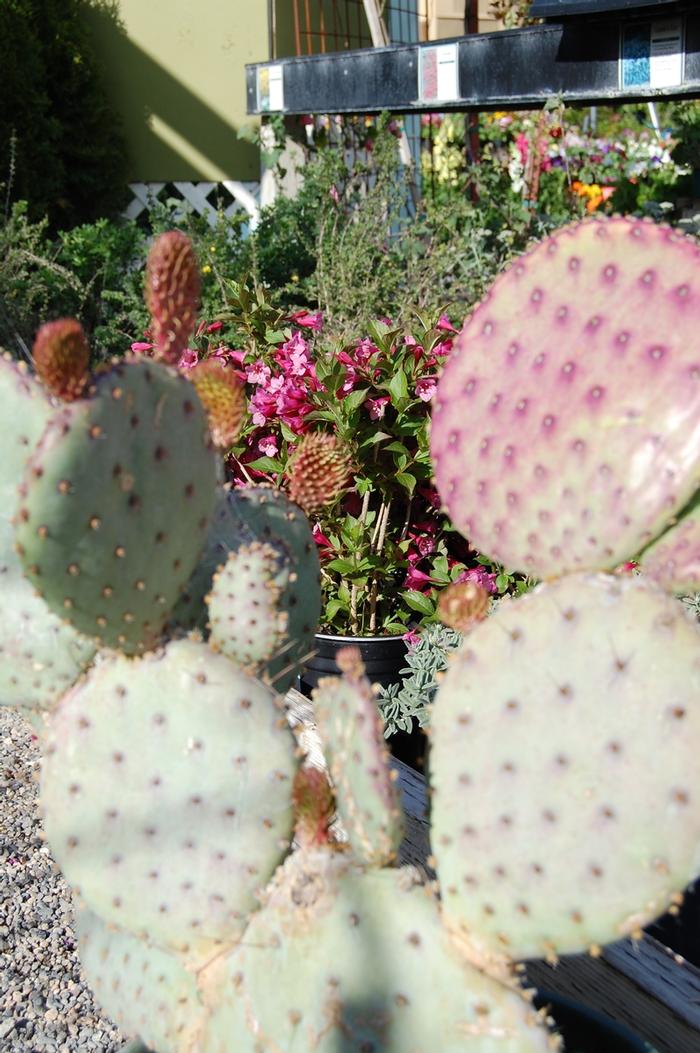 Opuntia violacea var. santa-rita Santa Rita Tubac&trade;