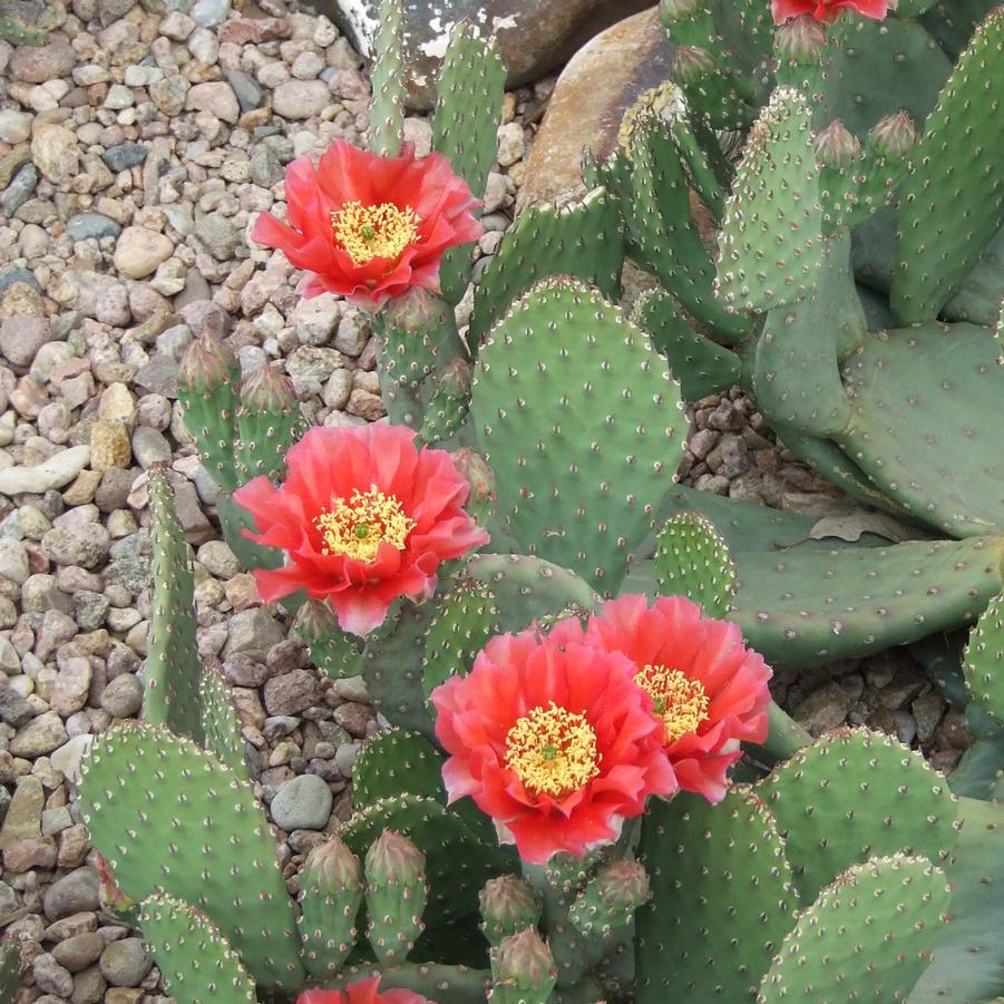 Opuntia aurea X Ruffled Papaya