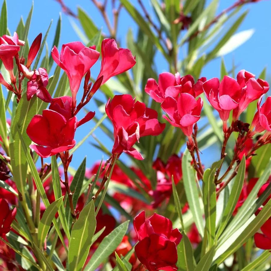 Nerium oleander 
