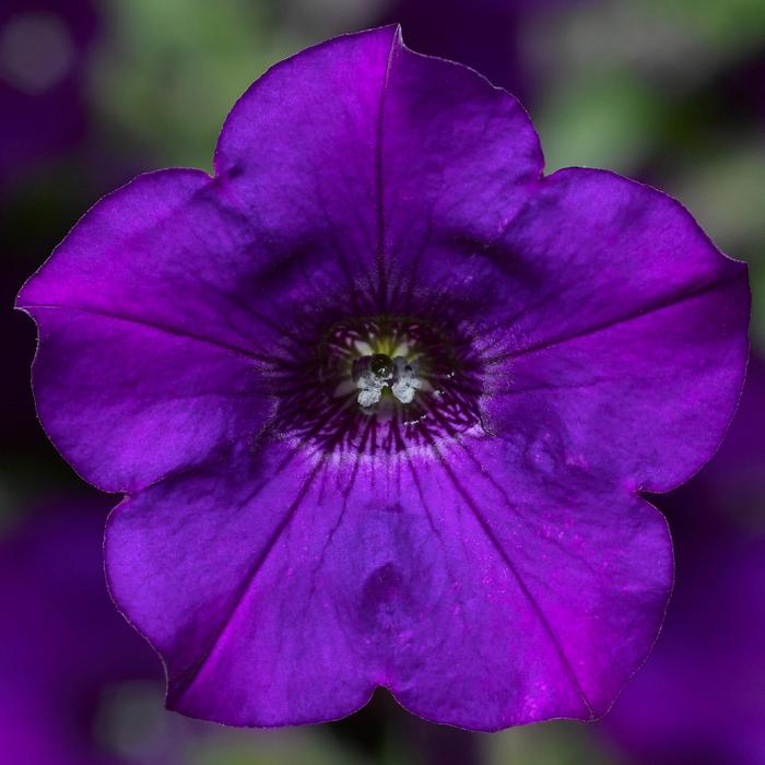 Petunia Dekko&trade; Blue