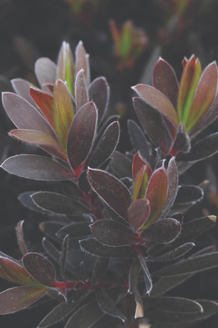 Leucadendron Ebony