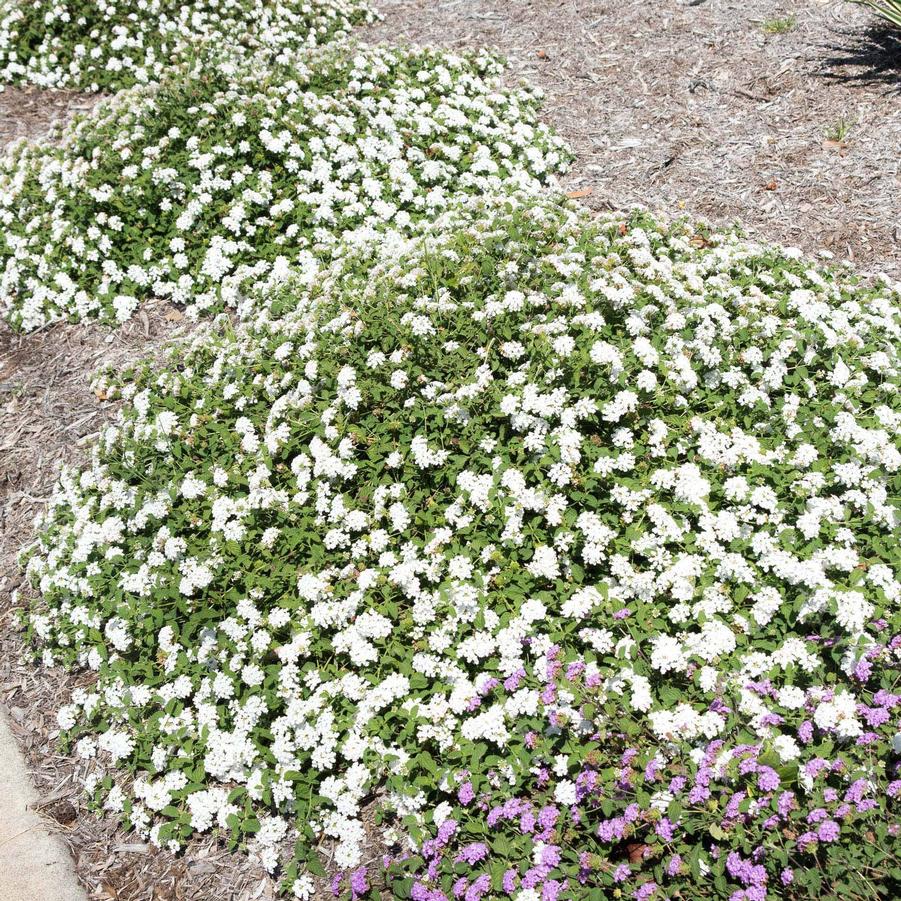 Lantana sellowiana White
