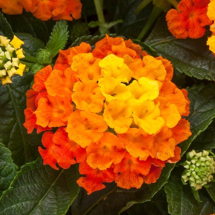 Lantana camara Bandolista&trade; Mango
