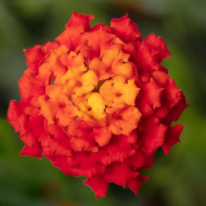 Lantana camara Bandolista&trade; Red Chili