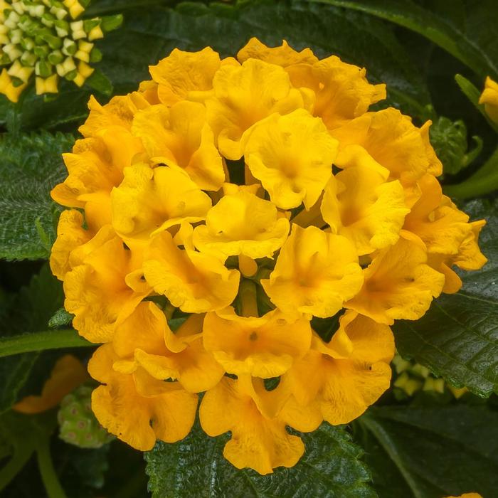 Lantana camara Bandolista&trade; Pineapple