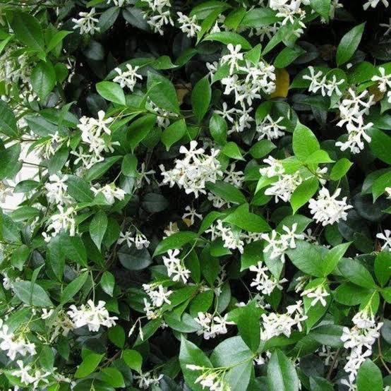 Jasminum leratii 