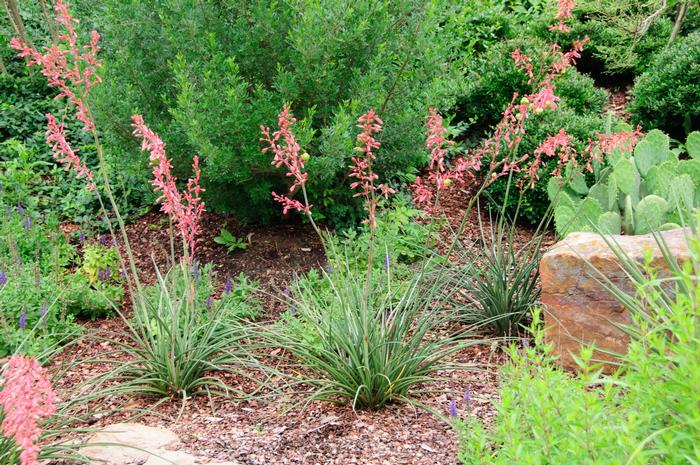 Hesperaloe parviflora 