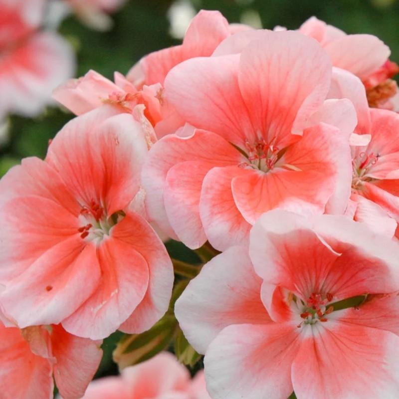 Pelargonium x hortorum Patriot Salmon Chic
