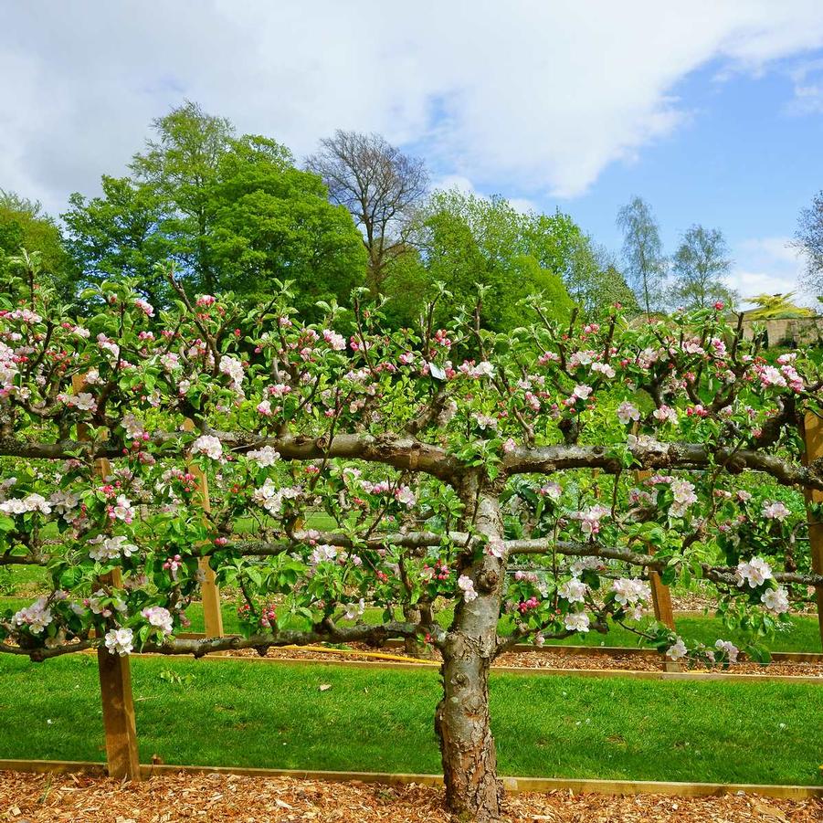 Apple Multiple Graft 