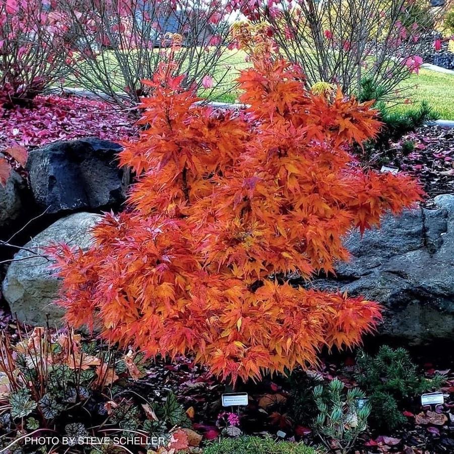 Acer palmatum Mikawa Yatsubusa