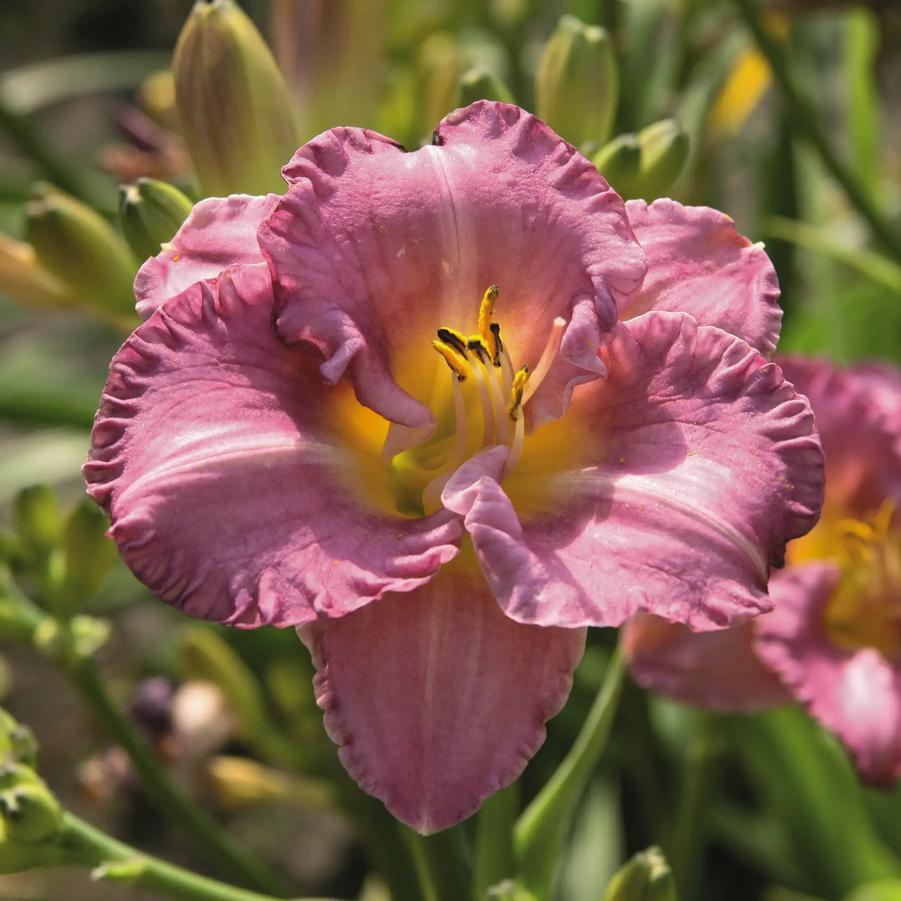 Hemerocallis Entrapment