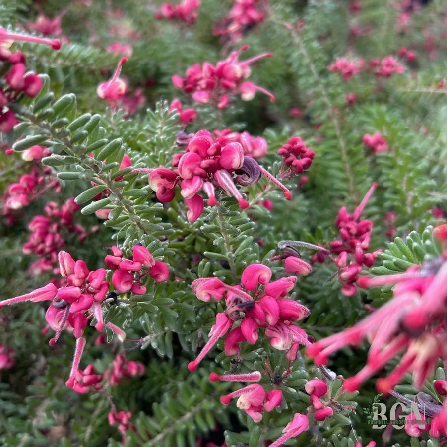 Grevillea lanigera Coastal Gem