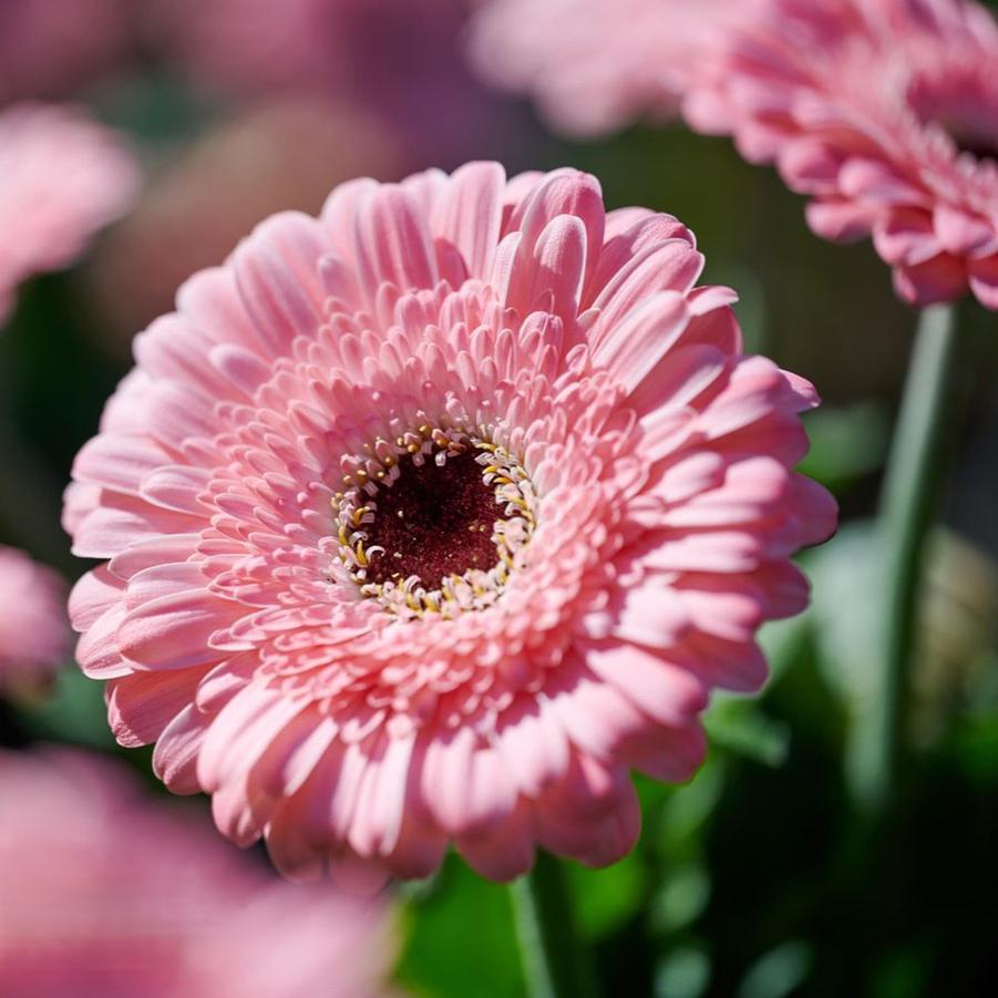 Gerbera Garvinea&reg; Sweet Pastry