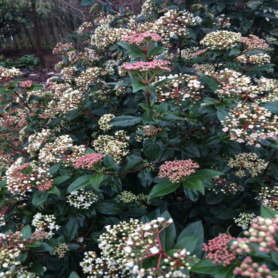 Viburnum tinus Spring Bouquet