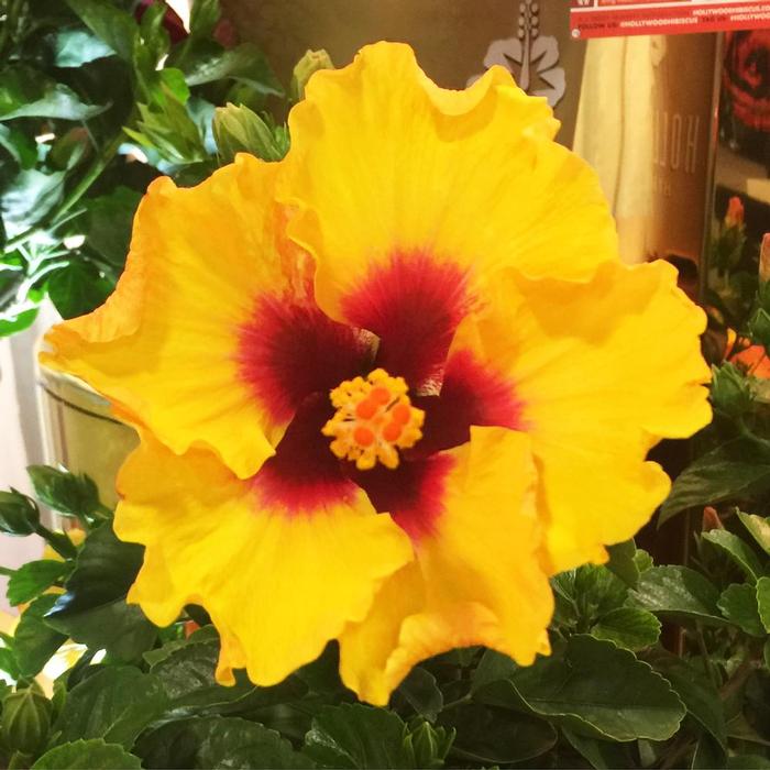 Hibiscus rosa-sinensis Hollywood Hibiscus&reg; Rico Suave&trade;