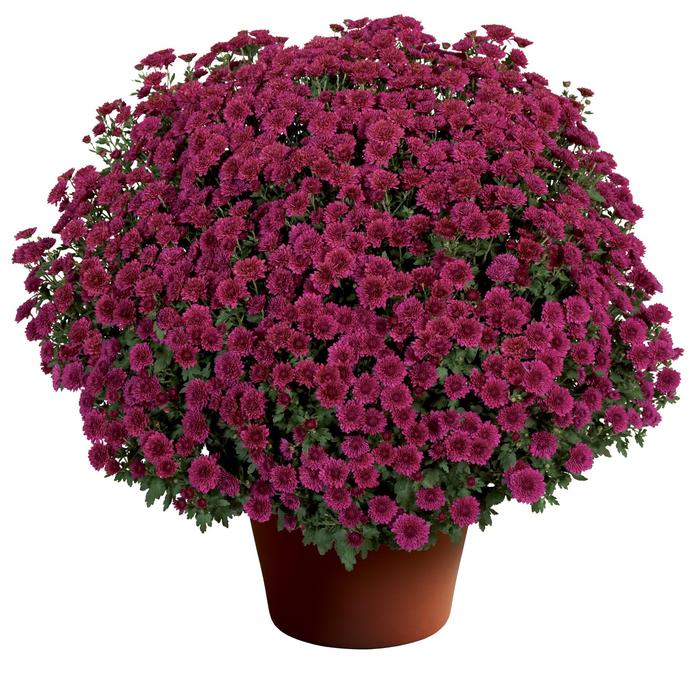 Chrysanthemum x morifolium Cheryl&trade; Regal Purple