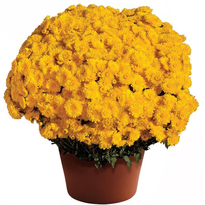 Chrysanthemum x morifolium Cheryl&trade; Sparkling Yellow