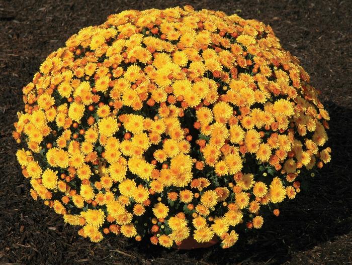 Chrysanthemum x morifolium Golden Cheryl