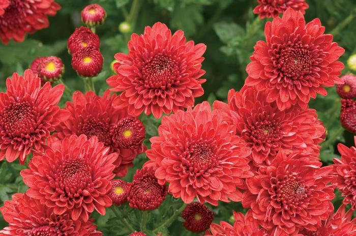 Chrysanthemum x morifolium Jolly Cheryl Red