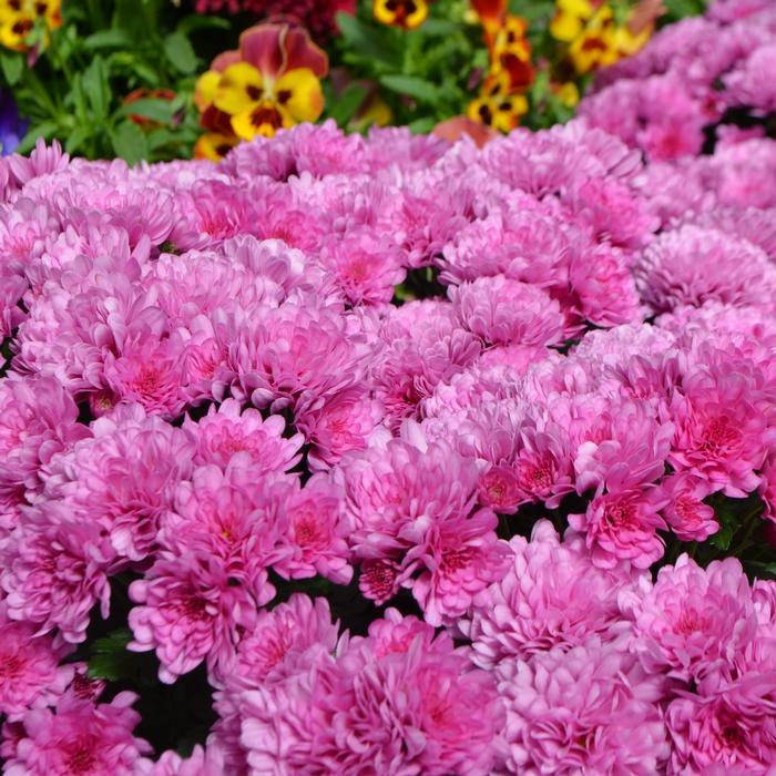 Chrysanthemum x morifolium Wanda&trade; Lavender
