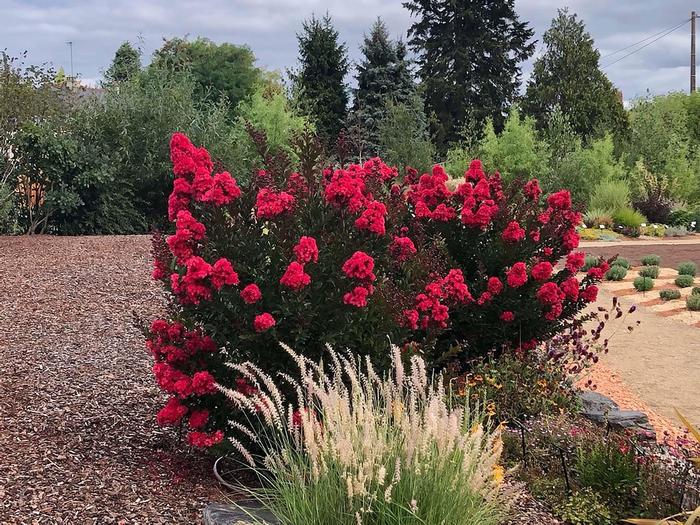 Lagerstroemia Enduring Red