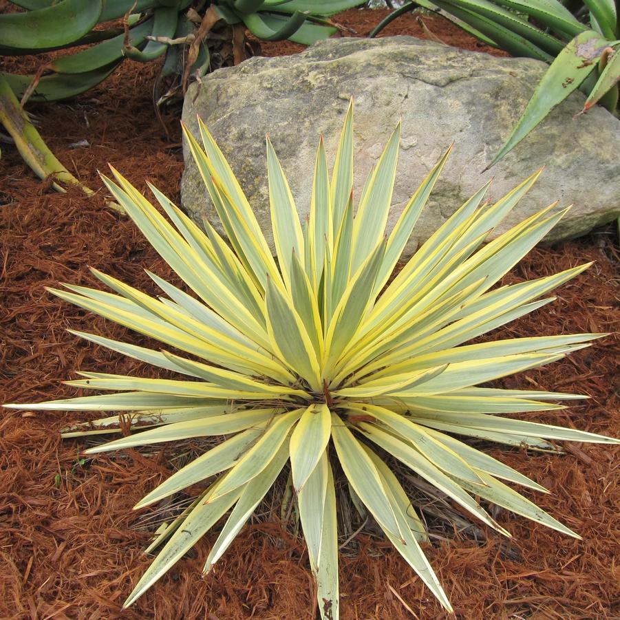 Yucca gloriosa var. recurvifolia Bright Star