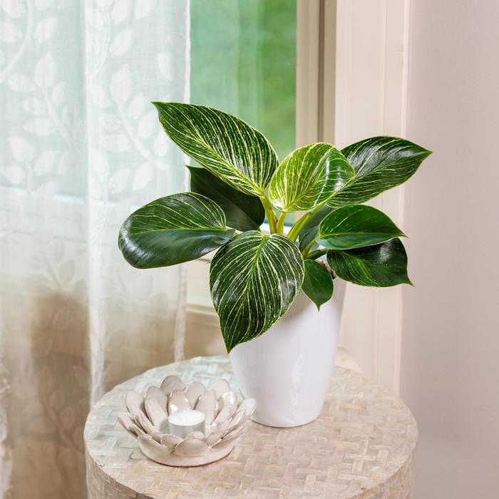 Philodendron Prismacolor&trade; Birkin