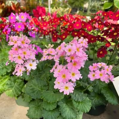 Primula malacoides 