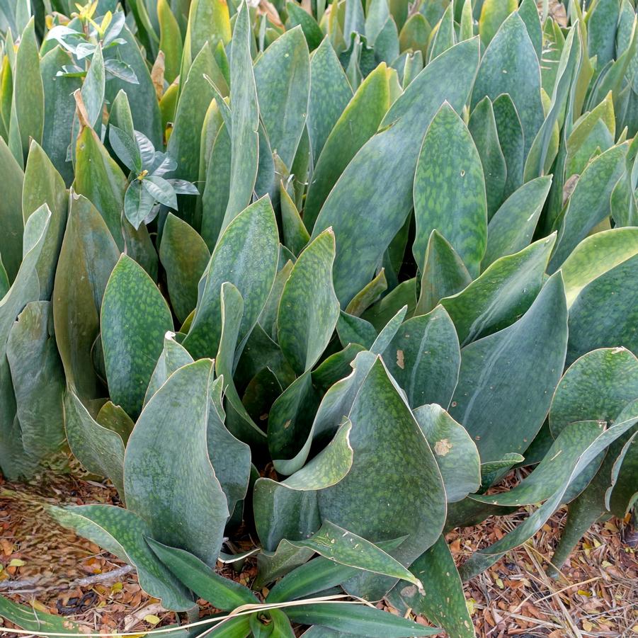 Sansevieria masoniana 