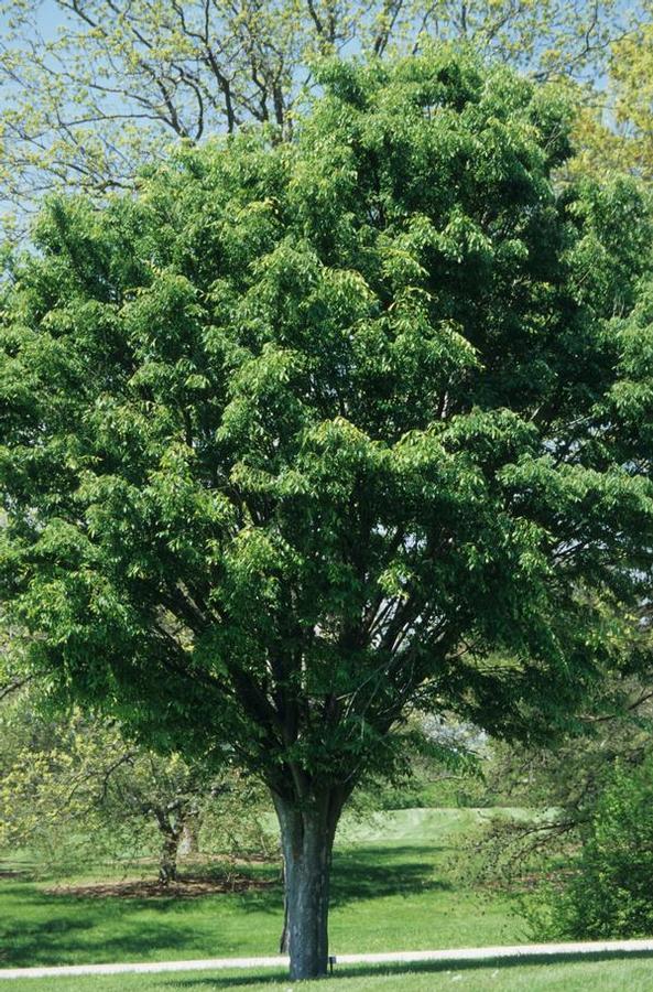 Zelkova serrata Village Green