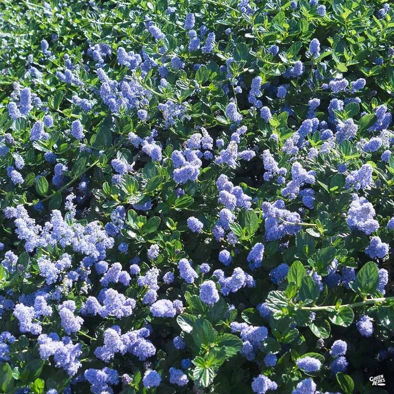 Ceanothus griseus var. horizontalis Carmel Creeper