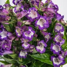 Penstemon hartwegii Peptalk Purple