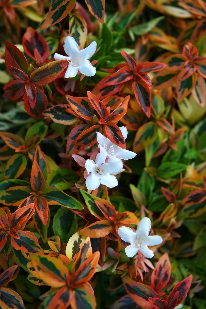 Abelia x grandiflora Kaleidoscope