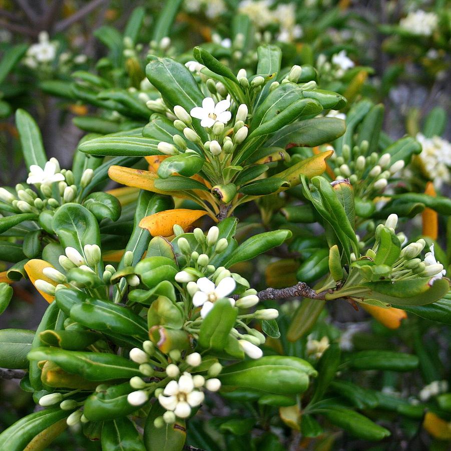 Pittosporum tobira 